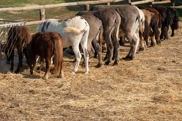 Donkeys and ponies eating hay in a row