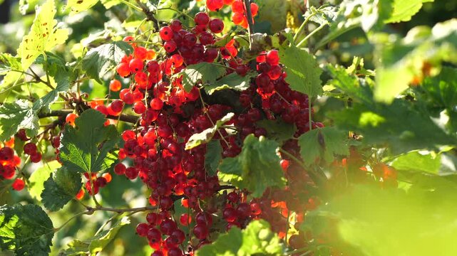 red currant berries on a bush branch