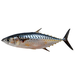 Obraz premium [Transparent Background PNG]A fresh bonito fish on a white background