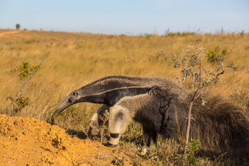 Anteater