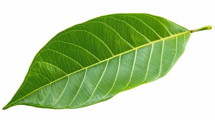 Obraz premium Mango leaf isolated on white. Clipping Path.