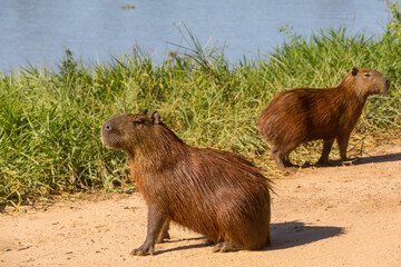 Capybara