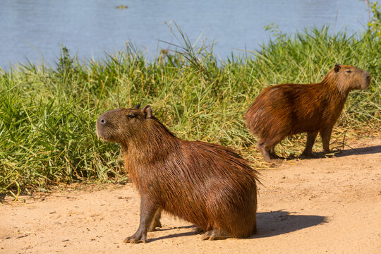 Capybara