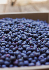 blueberries close up