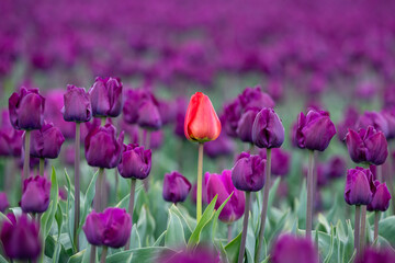 Field of tulips, mass of deep purple flowers in full bloom and blurred with one bright red tulip standing out from the rest and in focus, closeup of colorful fresh spring growth as a nature background