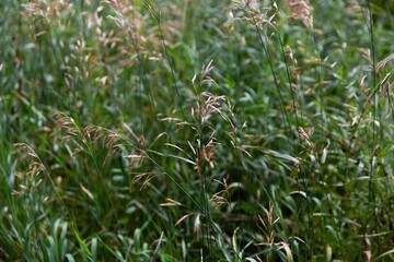 Green Grass Blades Swaying Gently In The Wind