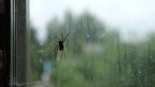 big black spider on the web. Spider web on a window in an abandoned house