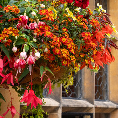 Colourful hanging baskets full of flowers, including geranium, petunia and fuschia plants at Grim's Dyke, Harrow Weald, northwest London, UK.