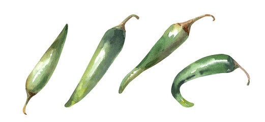 Watercolor set of green chili peppers. Fresh jalopeno illustration isolated on white background. Spicy Mexican food for cafe and menu design