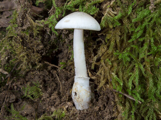 Wild mushrooms growing in the forest. Mushroom (fungi) family of amanitopsis