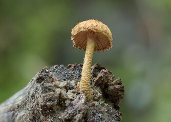 Wild mushrooms growing in the forest. A type of fungus that grows on broken tree trunks