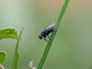 flies on plant stem with blurred background