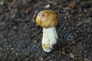 Wild mushrooms growing in the forest. Mushroom (fungi) family of boletus.	