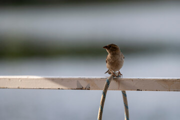 The sparrow is standing on a metal white structure and woven rope. Eurasian tree sparrow (Passer...