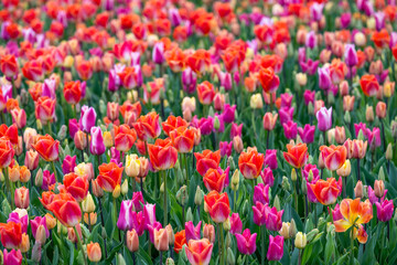 Mass of tulips planted in a spring garden, vibrant blooms in red, purple, orange, pink, and yellow, flowers blooming as a nature background

