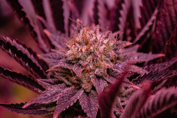 Strain : Black Triangle
 Triangle Kush x 88 G13 x HP
Grower on IG : MrCannabizz