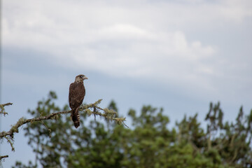 Yellow headed caracara perched on branch