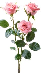 Beautiful Pink Roses with Green Leaves on White Background