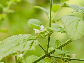 Flowers of the Lemon balm (Melissa officinalis) after summer rain. Lazio region, Italy