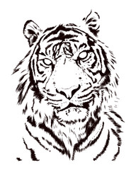 Detailed realistic tiger in hand drawn illustration without background