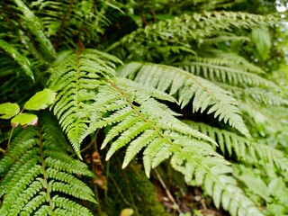 Polystichum setiferum, the soft shield fern, is an evergreen or semi-evergreen fern native to southern and western Europe. Lazio region, Italy © Yaroslav Ivanovych
