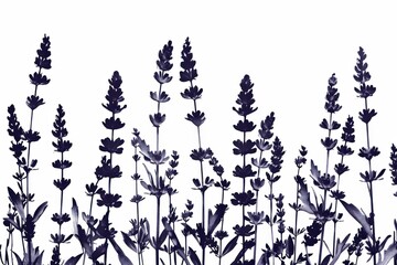 Fototapeta premium Serene silhouette of lavender sprigs 