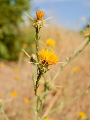 Flowers of the yellow star-thistle, golden starthistle, yellow cockspur, St. Barnaby's thistle or Barnaby thistle (Centaurea solstitialis). Lazio region, Italy