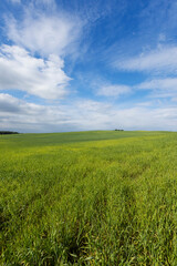 Fototapeta premium beautiful green wheat sprouts in sunny weather
