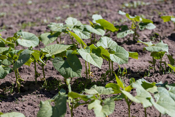 a field with peppers in the summer season