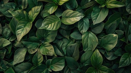 Obraz premium Natural leaf wall texture for background design.