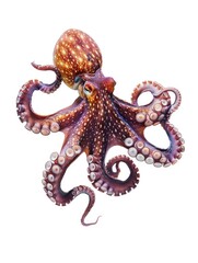 Obraz premium An octopus wearing a ball on its head