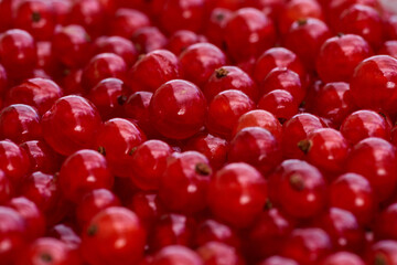 Red currant on green grass background in white cup