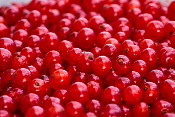 Red currant on green grass background in white cup