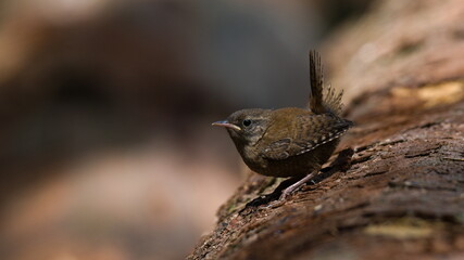 Troglodytes troglodytes aka Eurasian wren perched on the trunk in forest. Tiny bird of Czech republic.