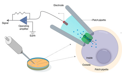 Detailed Vector Illustration of Patch Clamp Method Principles and Instrumentation in White Background, Patch Clamp Techniques, Scientific Research.