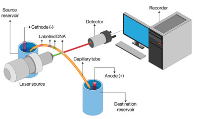 Detailed Vector of Capillary Electrophoresis Principles and Instrumentation in White Background, Chemical Analysis, Laboratory Methods.