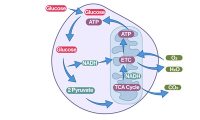 Detailed Vector Illustration of ATP Production Overview Inside the Cell with All Intermediate Stages on White Background.