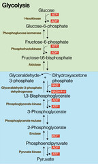 Glycolysis Pathway Vector Illustration on White Background, Step-by-Step Breakdown of Glucose Metabolism, Cellular Respiration, Biochemistry Diagram.