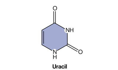 Vector Illustration of Uracil Chemical Structure, RNA Base Diagram on White Background, Molecular Model, Scientific Graphics, Chemistry Illustration.