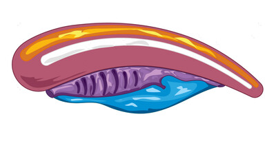 Detailed Vector Illustration of Chordate Structure Features: Anatomy and Characteristics for Biological Education and Research on White Background