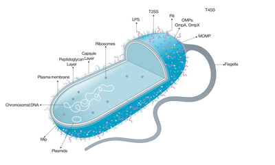 Detailed and Labeled Vector Illustration of Legionella Pneumophila structure, Scientific Diagram on White Background.