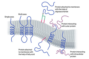 Detailed Vector Illustration of Protein Attachment to Lipid Layer on White Background, Membrane Protein Binding, Cell Membrane Interaction, Scientific Diagram.