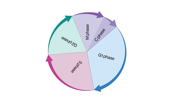 Scientific Vector Diagram of the Cell Cycle, Detailed and Labeled Illustration on White Background for Research.