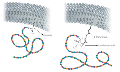 Detailed Vector Illustration of Extrinsic Protein Attachment to Lipid Bilayer on White Background.