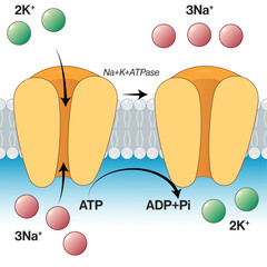 Sodium Potassium Pump Vector Illustration: Detailed Scientific Diagram of Ion Transport Mechanism on White Background.