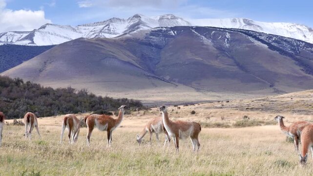 a herd of guanaco grazing in front of snow covered mountains at torres del paine national park in patagonia, chile