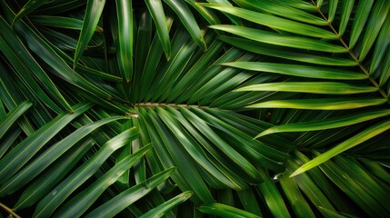 Close-up of textured tropical palm leaves
