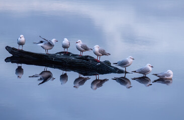 A flock of seagulls in still clear blue water with reflections