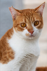 Obraz premium Lively street cat. Ostuni, Italy