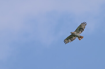 Red-tailed hawk flying against a blue sky with white clouds.